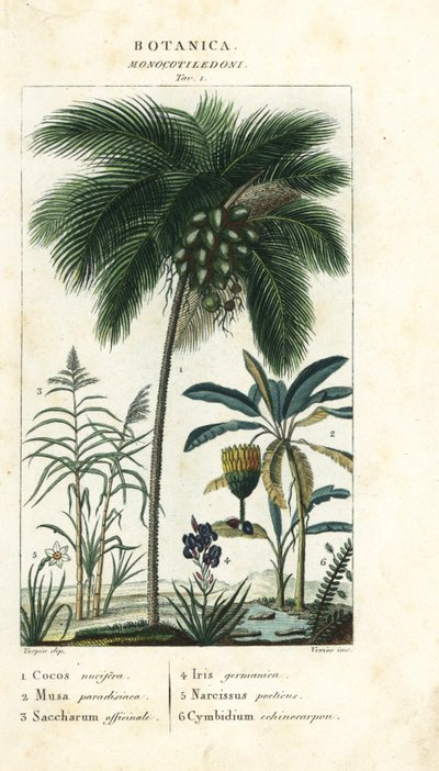 Coconut, Banana, Sugar Cane, etc. by Stanghi Stanghi