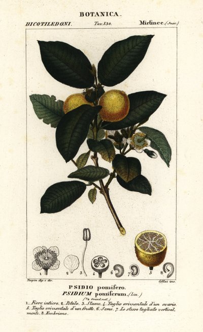 Common guava by Stanghi Stanghi