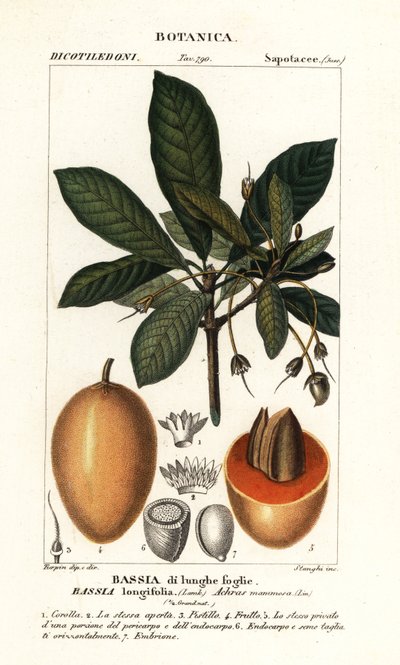 Mahuwa tree, Madhuca longifolia by Stanghi Stanghi