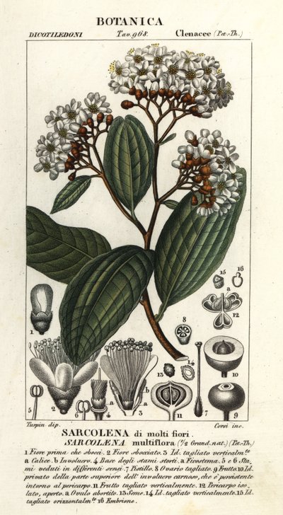 Sarcolaena Multiflora by Stanghi Stanghi