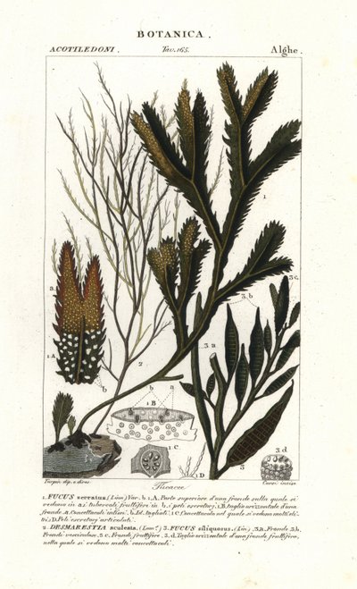 Seaweed species by Stanghi Stanghi