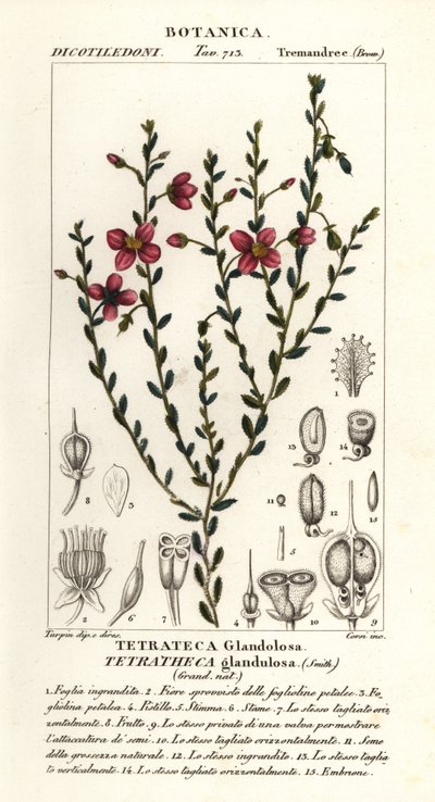 Tetratheca Glandulosa by Stanghi Stanghi