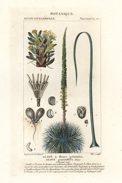 Twin Flowered Agave by Stanghi Stanghi