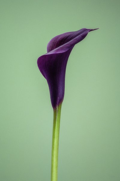Single Purple Calla Lily, 2021 by Steve Gallagher