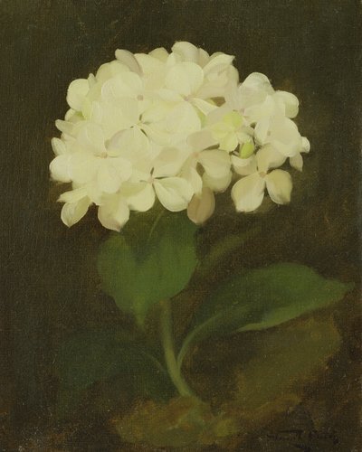 White Hydrangea by Stuart Park