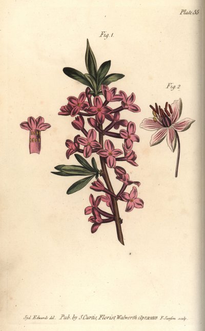 Mezereon, Daphne mezereum, Octandria by Sydenham Teast Edwards