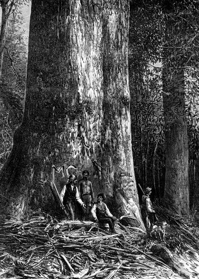 Giant eucalyptus, Australia by Taylor