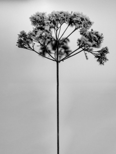 Amid the Flowers 1 by Teis Albers