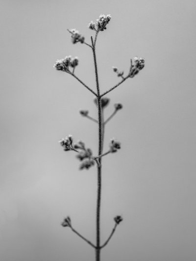 Amid the Flowers 4, 2021 by Teis Albers