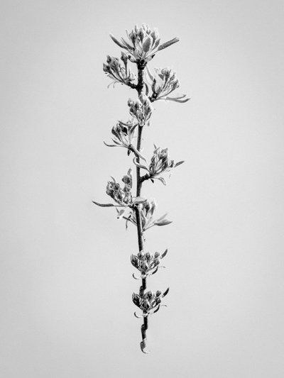 Amid the Flowers 59 by Teis Albers