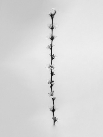 Amid the Flowers 61, 2021 by Teis Albers