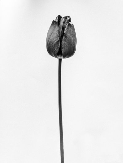 Amid the Flowers 63, 2021 by Teis Albers