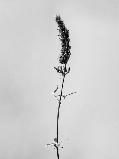Amid the Flowers 74, 2021 by Teis Albers