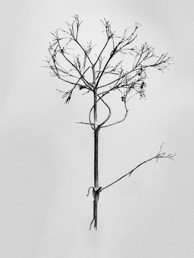 Amid the Flowers 77 by Teis Albers