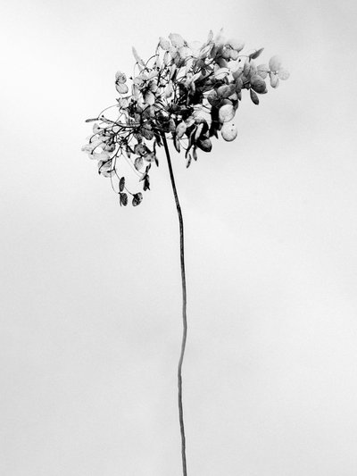 Amid the Flowers 78, 2021 by Teis Albers