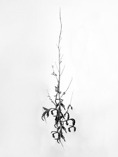Amid the Flowers 80 by Teis Albers