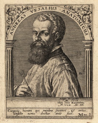 Andreas Vesalius, Flemish Physician, Anatomist by Theodore de Bry