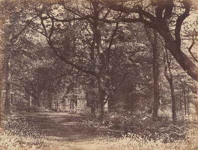 Wood-scene, Norton, Cheshire by Thomas Davies