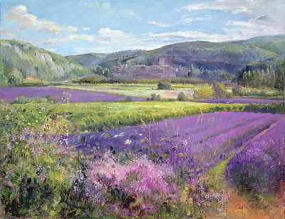 Lavender Fields in Old Provence by Timothy Easton