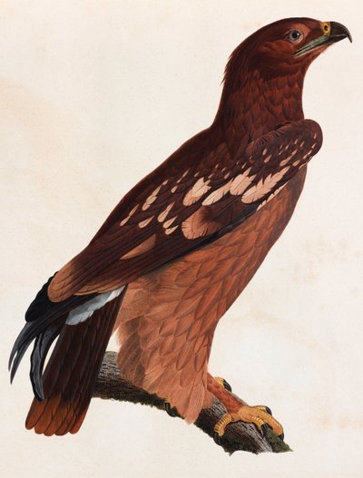 A Colour Illustration of a Brown Bird by Unbekannt