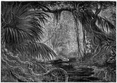 A Forest Scene in Peru by Unbekannt