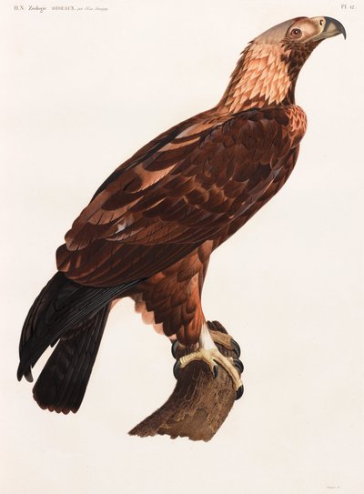 A Full Page Colour Illustration of an Eagle by Unbekannt