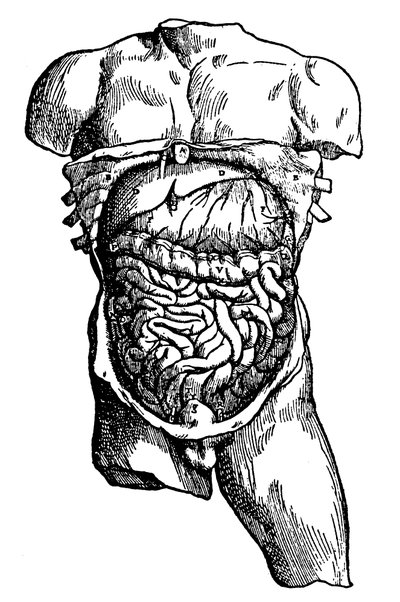 Abdominal cavity and its contents by Unbekannt