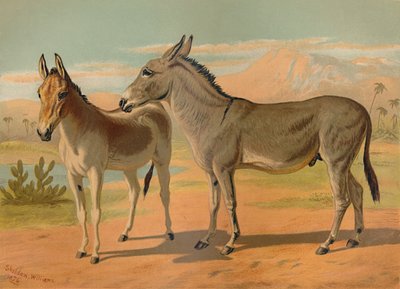 Abyssinian Wild Male Ass & Female Indian Onager by Unbekannt