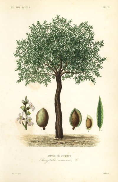 Almond Tree by Unbekannt