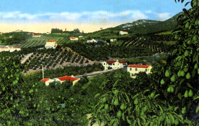 Avocado groves, San Diego, California, USA, c1900s by Unbekannt