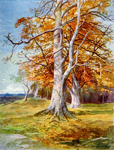 Beech Tree, Autumn, 1900 by Unbekannt