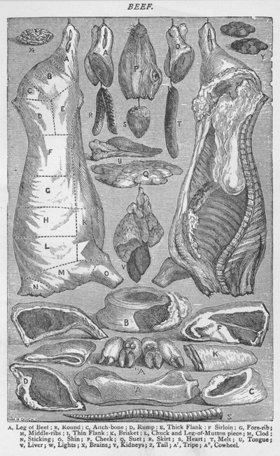 Beef, 1907 by Unbekannt