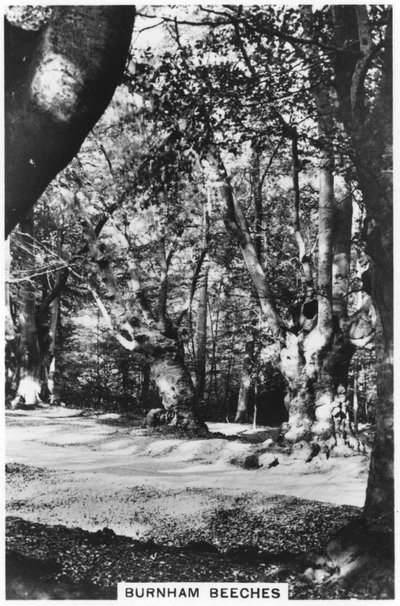 Burnham Beeches, Buckinghamshire by Unbekannt