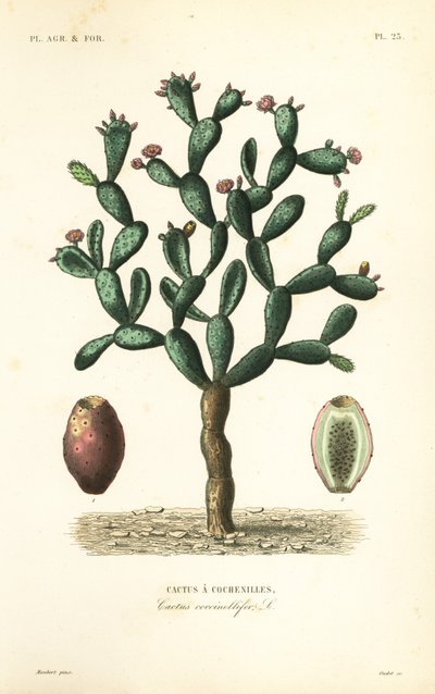 Cochineal cactus, Nopalea cochenillifera, Opuntia cochenillifera by Unbekannt