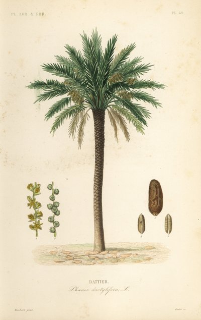 Date palm tree, Phoenix dactylifera by Unbekannt