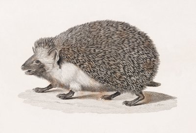 Eared Hedgehog by Unbekannt