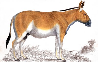 Engraving of a Quagga by Unbekannt