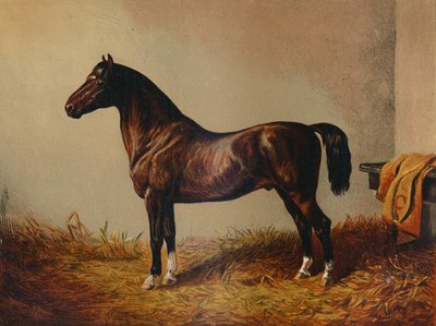 Entire Pony Hack Don Carlos, c. 1897 by Unbekannt