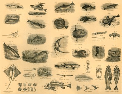 Fishes, c1910 by Unbekannt