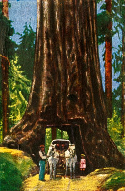 Giant Redwood in California by Unbekannt