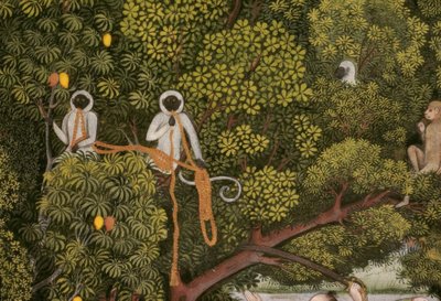 Hanuman Langur Indian Miniature by Unbekannt