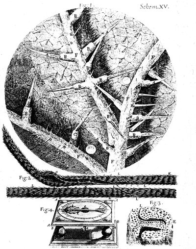 Illustrations from English microscopist Robert Hooke