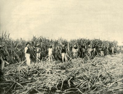 In a Queensland Sugar Plantation by Unbekannt
