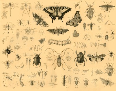 Insects by Unbekannt