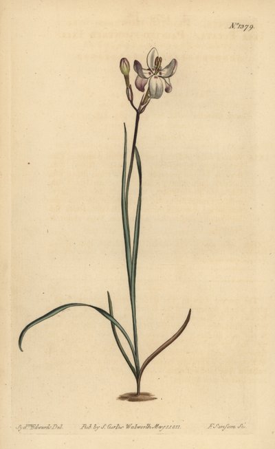 Painted flowered ixia by Unbekannt