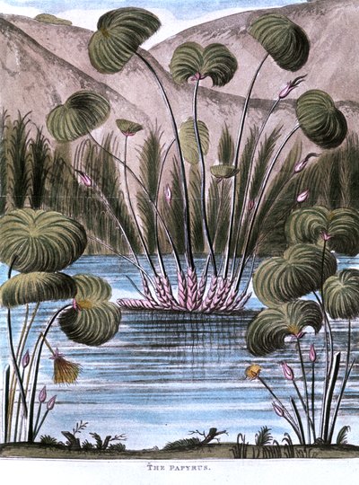 Papyrus Reed, Cyperus papyrus, 1823 by Unbekannt