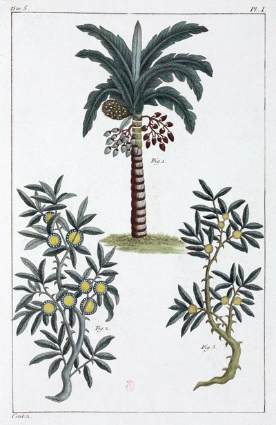 Medicinal Plants, China by Unbekannt