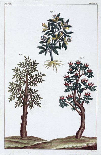 Medicinal Plants, China by Unbekannt