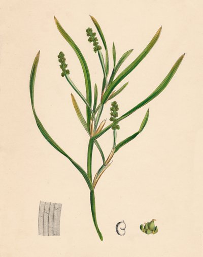 Potamogeton Zosterifolius. Grass-wrack-leaved Pondweed, 19th Century by Unbekannt