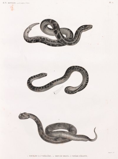 Reptiles: Snakes by Unbekannt